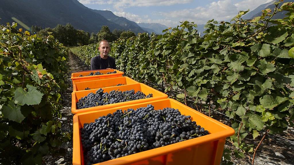 Der Weg Walliser Trauben soll ab der Weinlese 2017 von der Rebe bis ins Glas AOC-Wein nachgezeichnet werden können. (Archivbild)