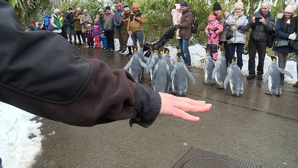 Pinguinparade Zoo Zuerich