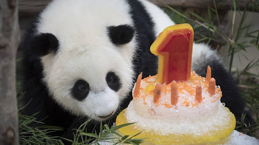 Eine Rüeblitorte zum Geburtstag: Ein Panda-Weibchen im Zoo von Malaysia wird ein Jahr alt.