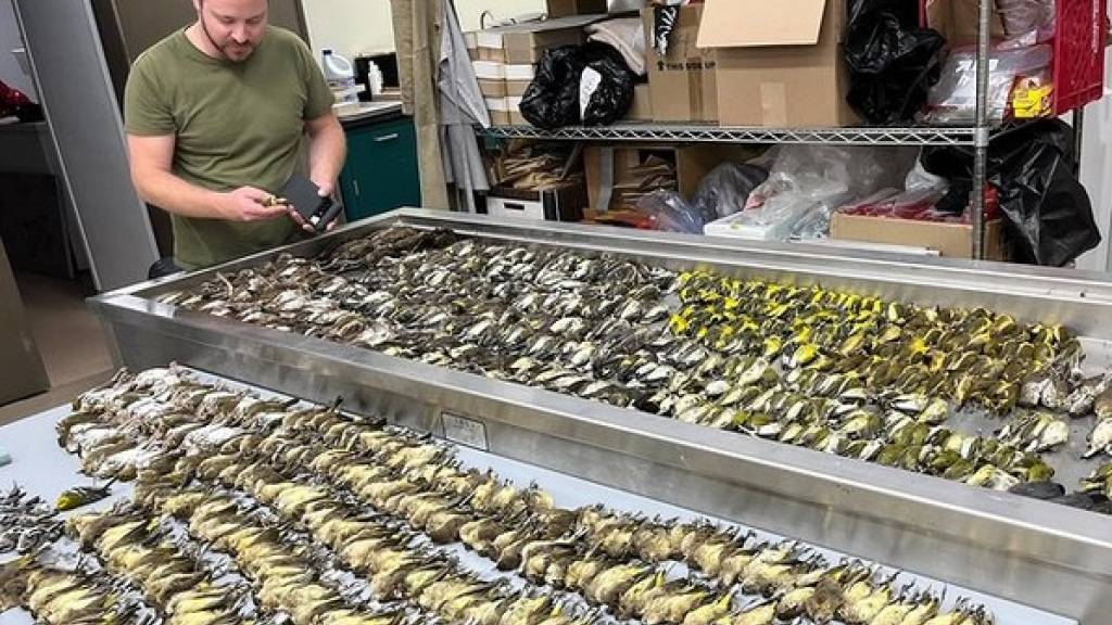 In den vergangenen 40 Jahren hat das Chicagoer Naturkundemuseum Field noch nie eine so hohe Zahl toter Vögel an einem Tag dokumentiert, nämlich fast 1000.