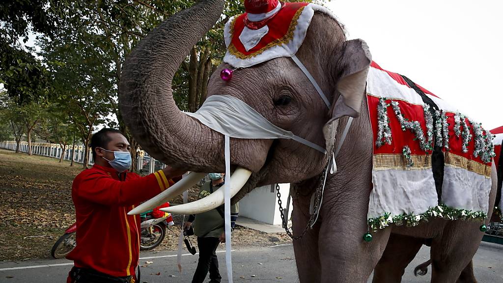 Elefanten auf Schulbesuch in Thailand - gekleidet in Weihnachts-Tracht und mit Maske zu Corona-Zeiten.
