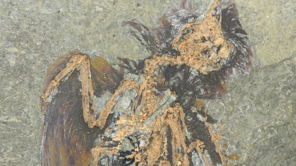 In der Grube Messel stiessen Forschende auf ein aussergewöhnlich gut erhaltenes Fossil einer bisher unbekannten Vogelart. (Pressebild)