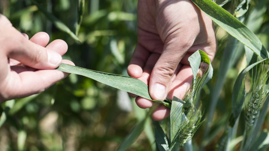 Der Anbau von Weizen ist laut der Universität Zürich durch Pflanzenkrankheiten wie etwa dem Weizenmehltau-Pilz gefährdet. (Archivbild)