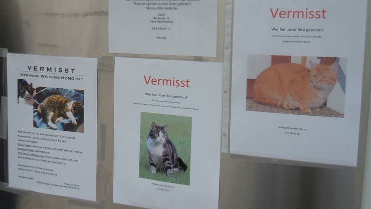 Drei Katzen In Freiämter Dorf Verschwunden Geht Ein