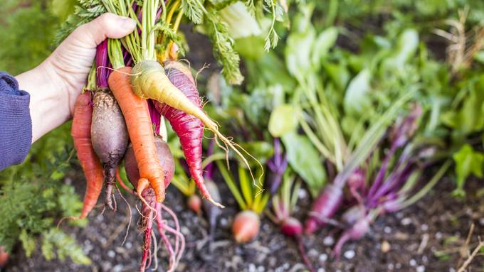 Gartenareal Betschenrohr in Schlieren mit Quecksilber belastet