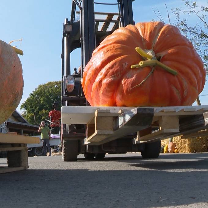 Mega-Andrang auf Juckerhof-Kürbisse sorgt für Zoff