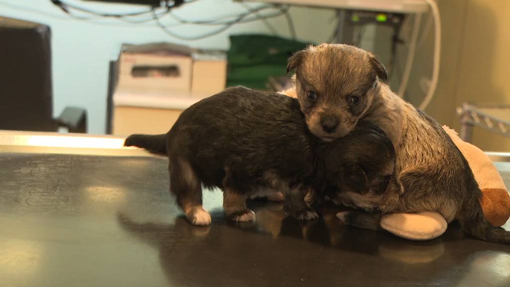Illegal eingeführt statt ausgesetzt: Polizei deckt Schwindel um Hundewelpen in Grenchen auf