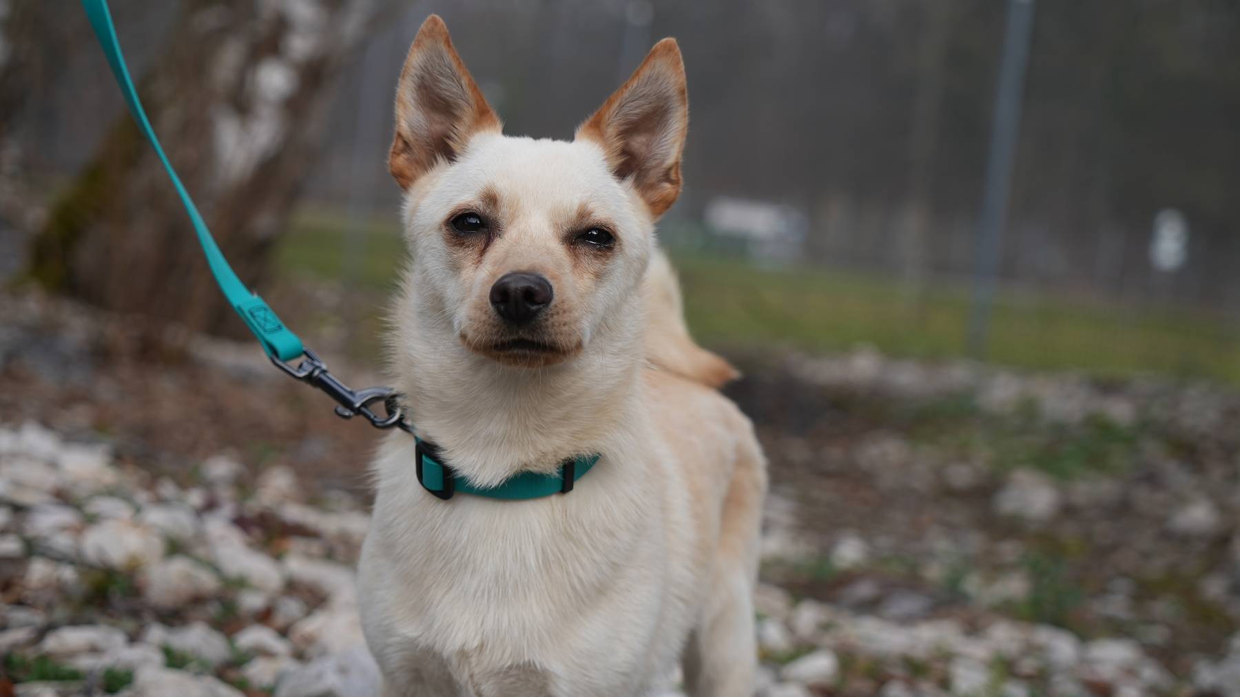Borko 