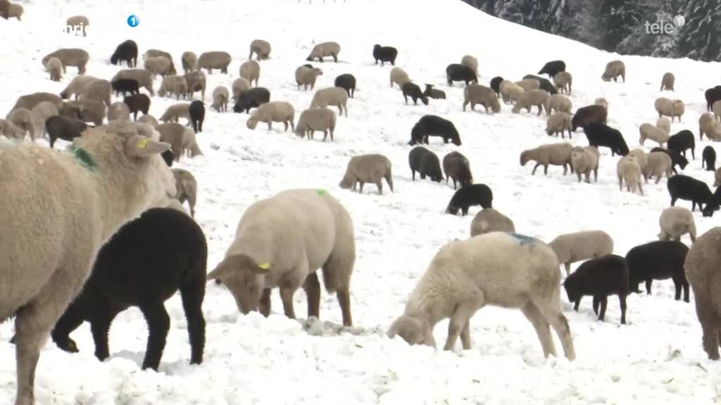 Adligenswiler Schafshirte im Schnee