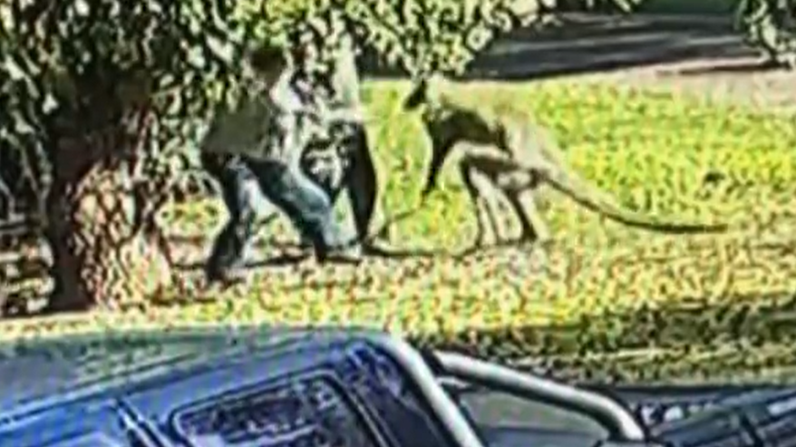 Australier boxt mit «verrücktem, 1,80 Meter grossem Känguru»