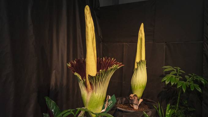 Grösste Blume der Welt blüht – und stinkt