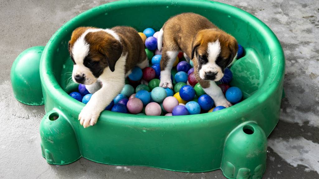 Neues Barryland lockt Hundefans in Scharen an