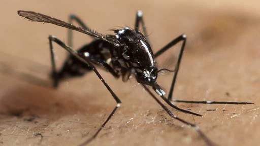 Dengue-Fieber-Fälle in der Schweiz nehmen zu
