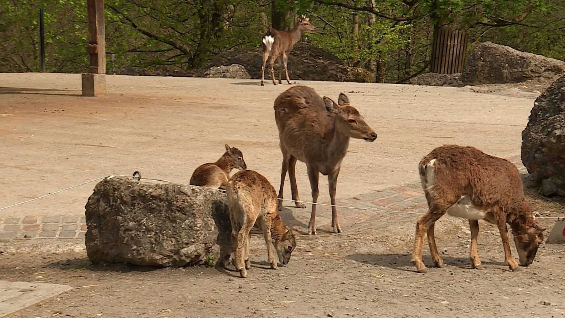 Frühlingserwachen im Tierpark