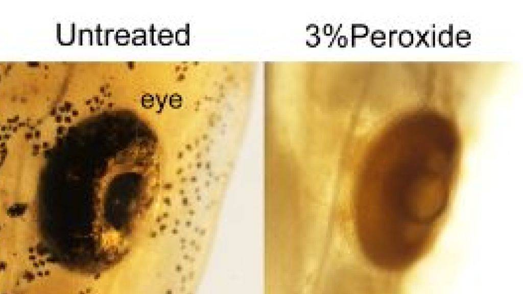 Wiener Forscher erleichtern das Durchleuchten von Organismen, indem sie sie mit einfachen Mitteln entfärben und transparent machen. Hier ein Axolotl-Auge mal ohne, mal mit Bleichung (zVg)
