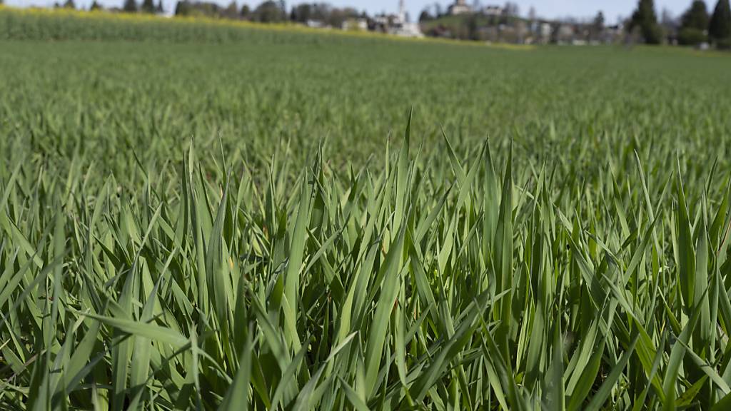 Der biologische Landbau liegt in der Schweiz nach wie vor im Trend. (Archivbild)