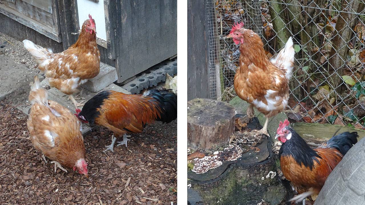 Zwerghahn „Junior“ mit zwei Hühnern
