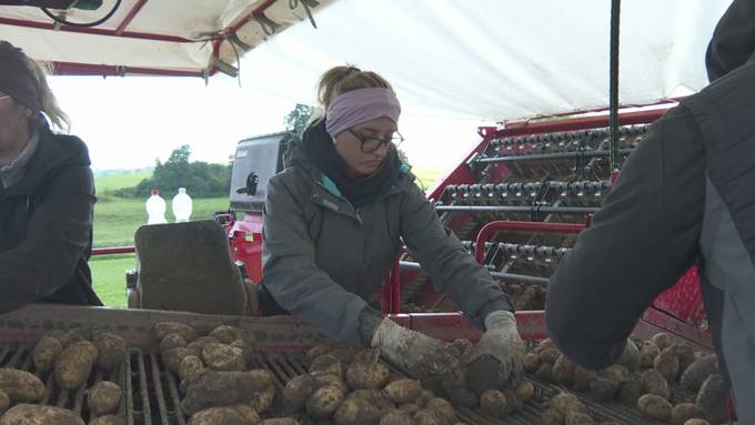 Rekordernte: Ostschweizer Bauern sitzen auf Bergen von Kartoffeln