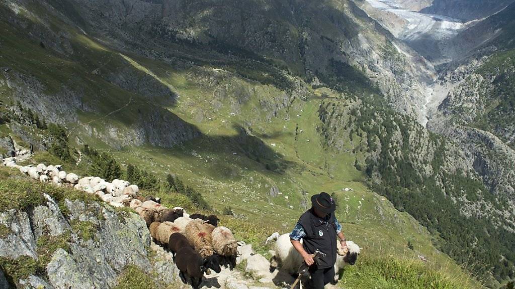 Eine Herde Schafe und ihr Schäfer unterwegs zur Belalp im Kanton Wallis; im Hintergrund der Aletschgletscher. Geht es nach dem Willen der FDP im Walliser Grossen Rat, erhält dieser Hirte bald viele neue Kollegen. Langzeitarbeitslose und Flüchtlinge sollen helfen, die Herden vor Wölfen zu schützen.