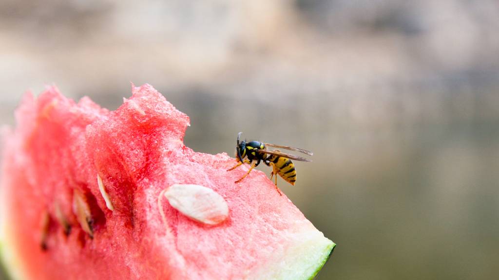 Gefährlich: Wespen stürzen sich ab August auf alles Süsse