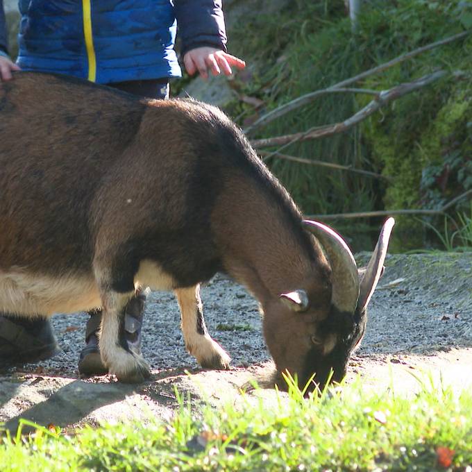 Initiative soll Streichelzoo im Berner Dählhölzli retten