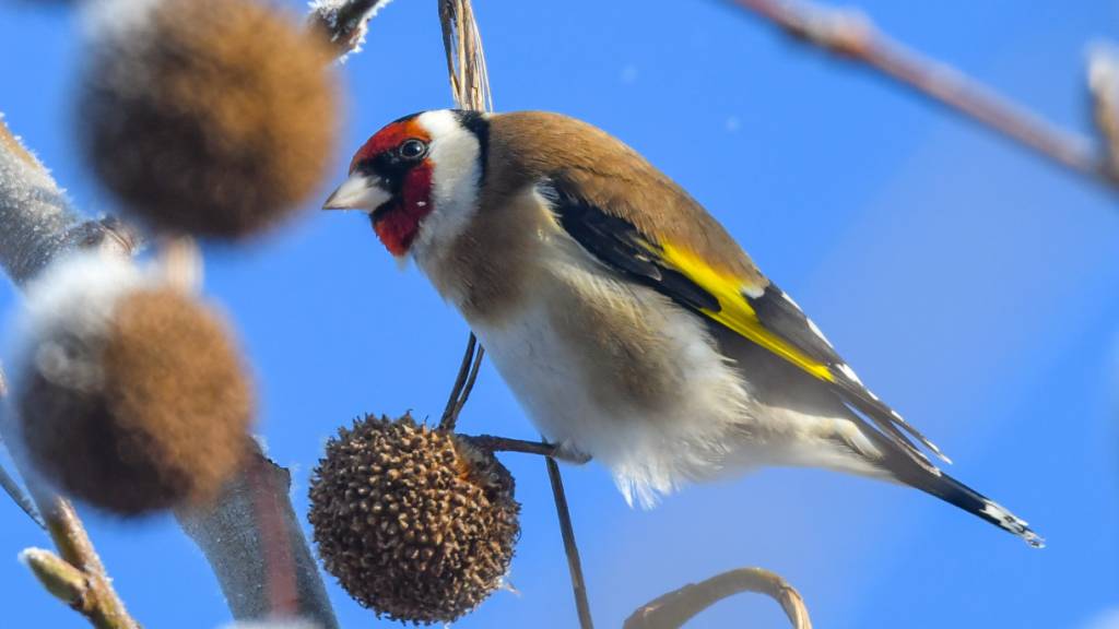 Im Rahmen der «Stunde der Gartenvögel» lädt Birdlife Schweiz erneut zum Vogelzählen ein. (Symbolbild)