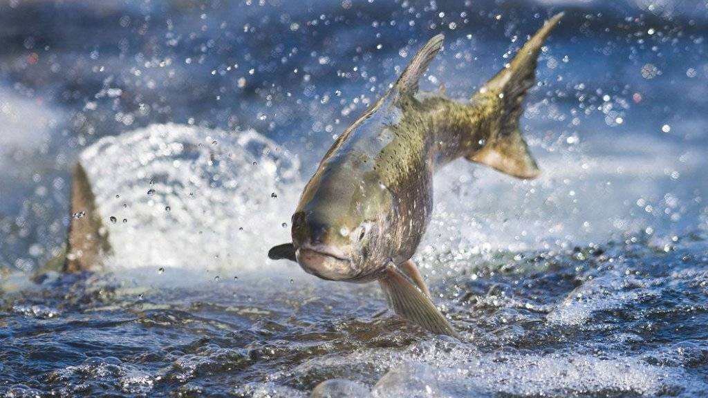 Wildlachs in Kalifornien: Umweltschützer befürchten, dass frei lebende Fische gefährdet werden, wenn genetisch modifizierte Lachse in die freie Wildbahn gelangen (Archiv).