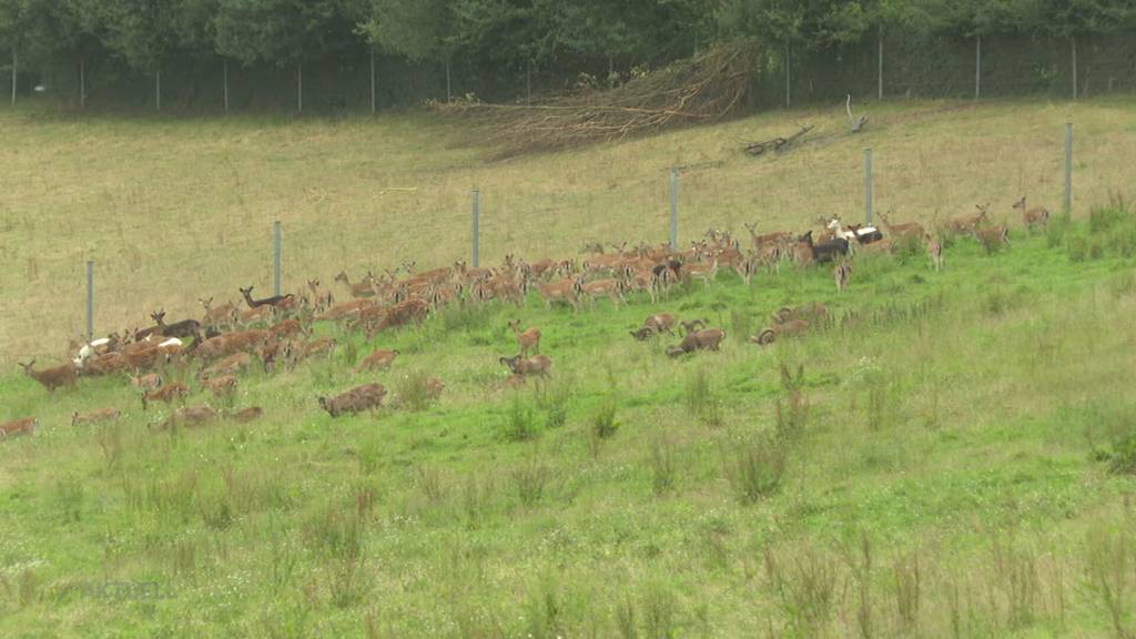 Prekäre Verhältnisse: Unter den Zuchthirschen auf dem Wettinger Mooshof ist eine Seuche ausgebrochen