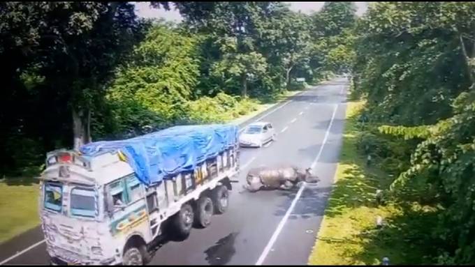 Überwachungskamera zeigt: Nashorn kracht in fahrenden Lkw – Lenker wird gebüsst