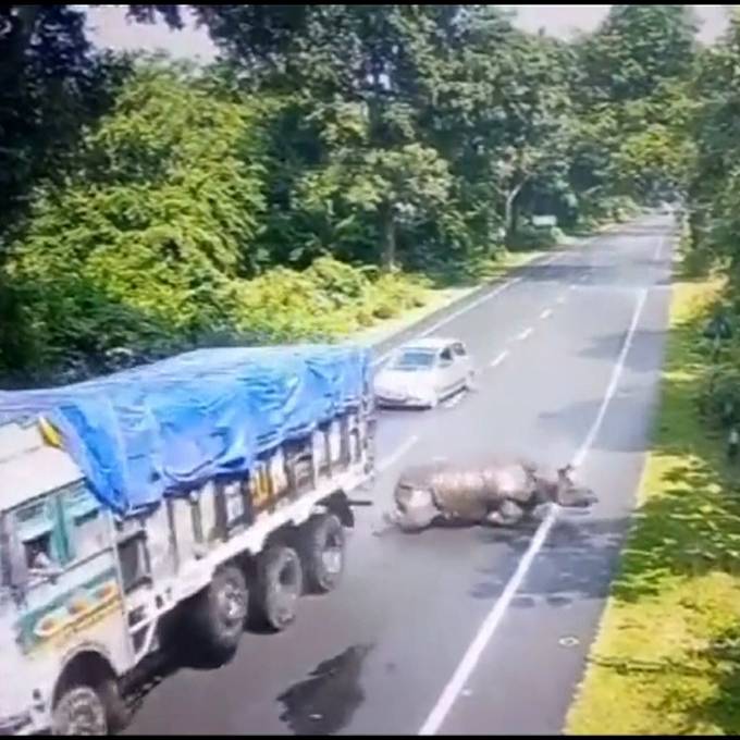 Überwachungskamera zeigt: Nashorn kracht in fahrenden Lkw – Lenker wird gebüsst
