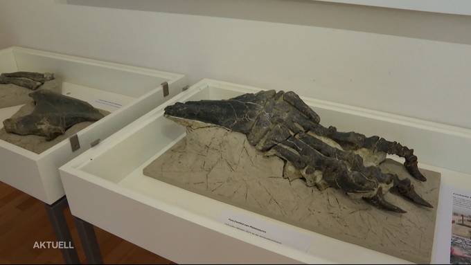 «Jurassic Park» auf dem Kaistenberg: Dino-Knochen entdeckt