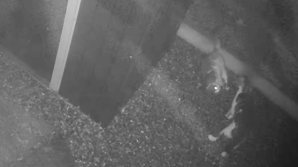 Brutalo-Kater terrorisiert Quartier in Obfelden