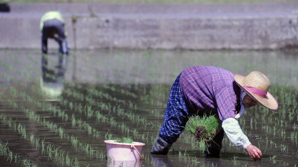 Japanische Reis-Bauern bei der Arbeit in Fukushima. (Archivbild)