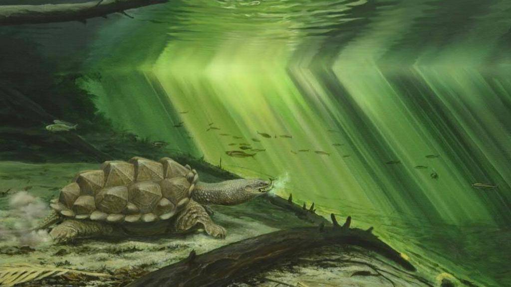 Künstlerische Darstellung der Urzeit-Schildkröte Platychelys oberndorferi. (Illustration)