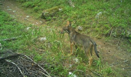 Mindestens Zwei Jungtiere Zweites Wolfsrudel Im Wallis Hat Sich Vermehrt Panorama rgauer Zeitung