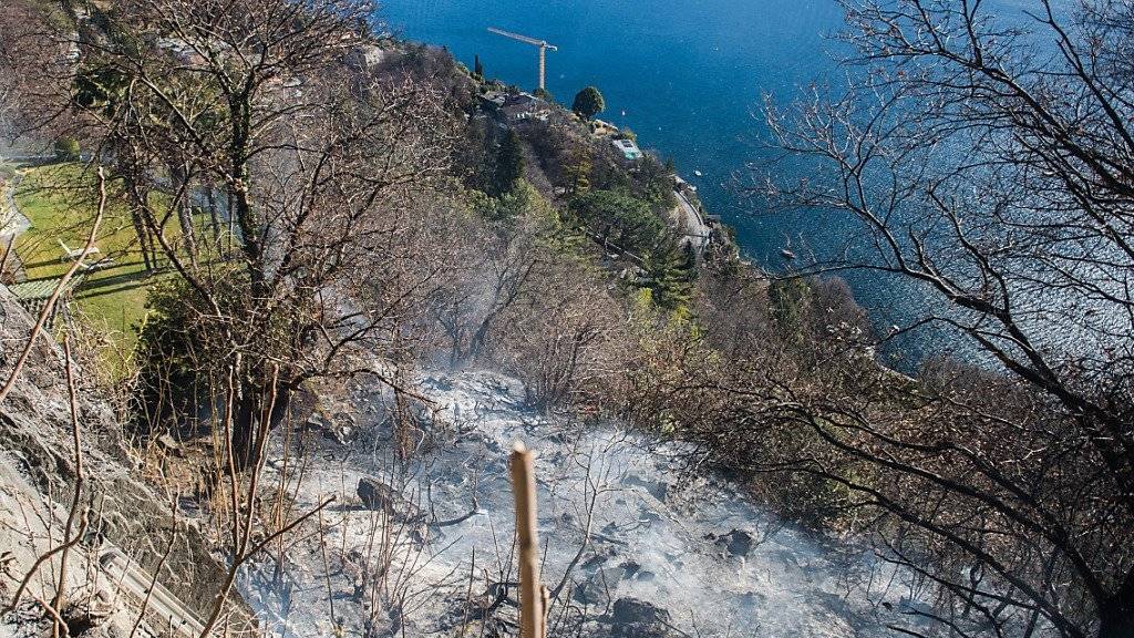 In diesem Waldstück oberhalb von Ascona wüteten die Flammen. Die Tessiner Gemeinde kam im Vergleich zum italienischen Valle Vigezzo relativ glimpflich davon. Dort dauerten die Löscharbeiten am Donnerstag noch an.