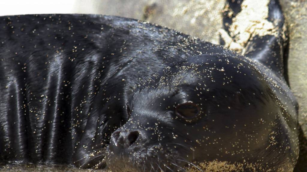 Seltene Mönchsrobbe an Adria-Strand von Numana gesichtet