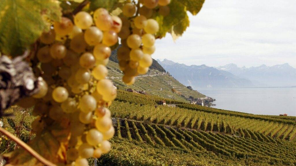 Dank gutem Wetter ist Weinjahrgang 2025 von «vorzüglicher» Qualität