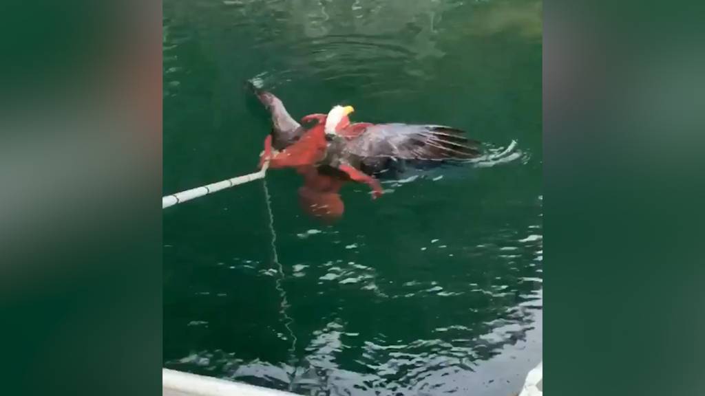 Seeadler gefangen in den Armen eines Kraken - befreit