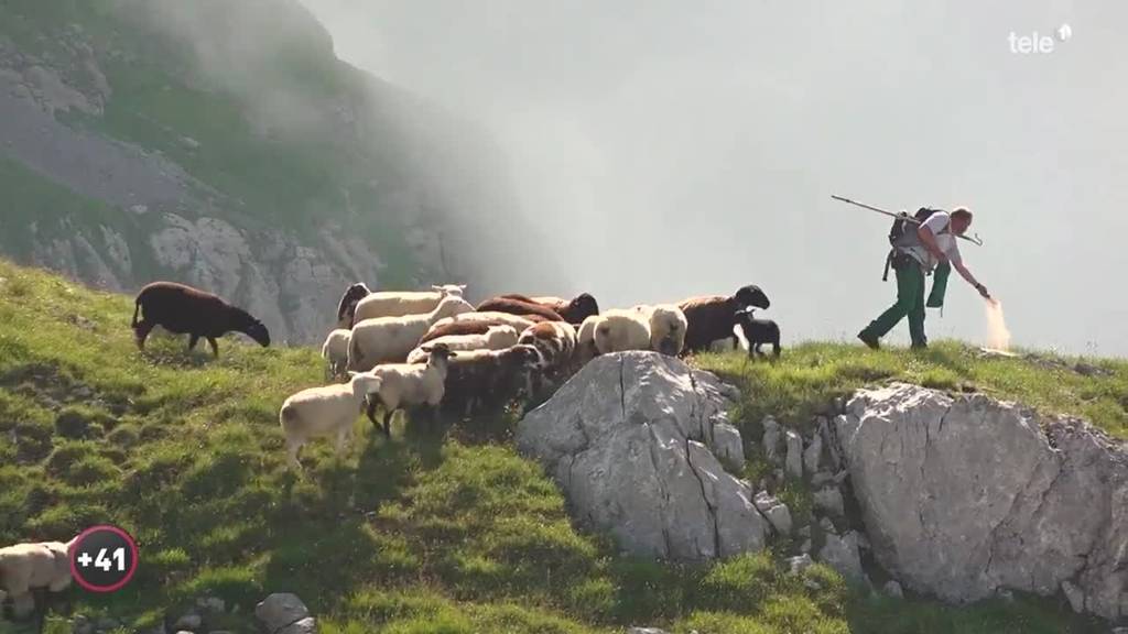 Alpsommer – Ale und die 1'000 Schafe