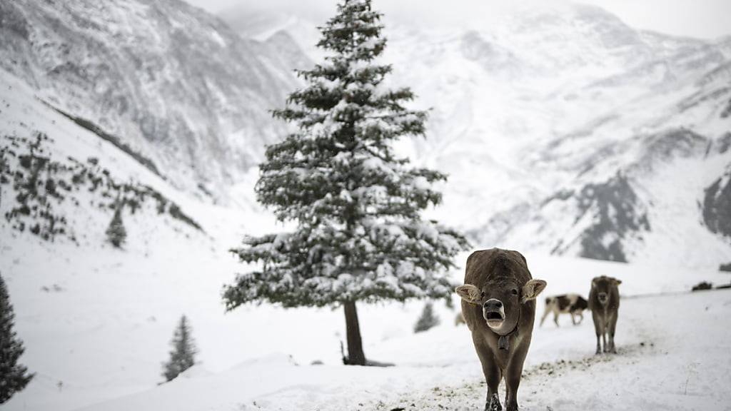 Kühe haben am Samstagmittag im Schnee auf der Alp Sardona auf 1743 Metern über Meer im Calfeisental in Vättis auf den Alpabzug geartet.  © KEYSTONE / GIAN EHRENZELLER