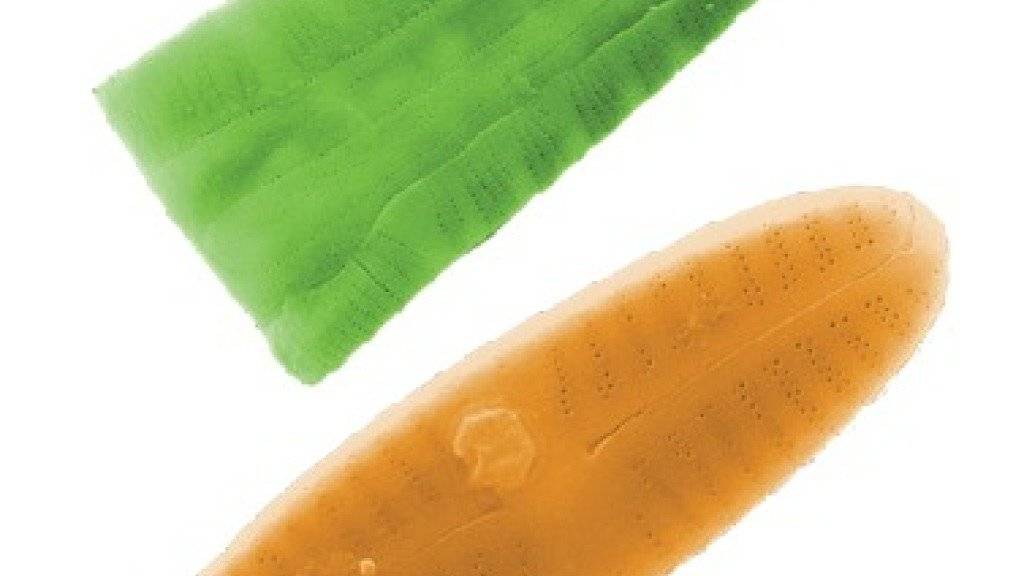 Kieselalgen sind zwischen 0,01 und 0,02 Millimeter gross und bestehen aus einer einzigen Zelle mit einer hier künstlich eingefärbten Hülle. Die grüne Art kommt in sauberen Gewässern vor, die orange in verschmutzten.