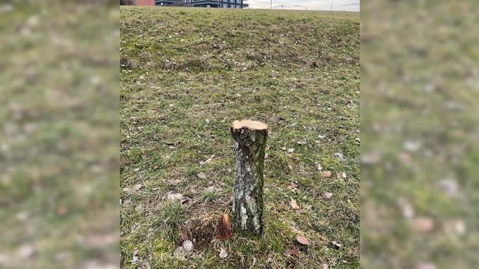 Zum 5. Mal: Vandalen zerstören Jungbäume in Bottighofen