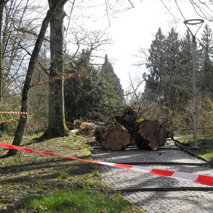 5 Bäume im Aarauer Rathausgarten müssen gefällt werden