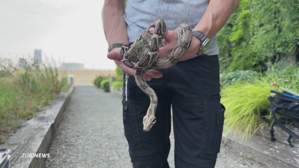 Exotische Schlangen ausgesetzt: Boa und Natter in Feldern bei Hinwil