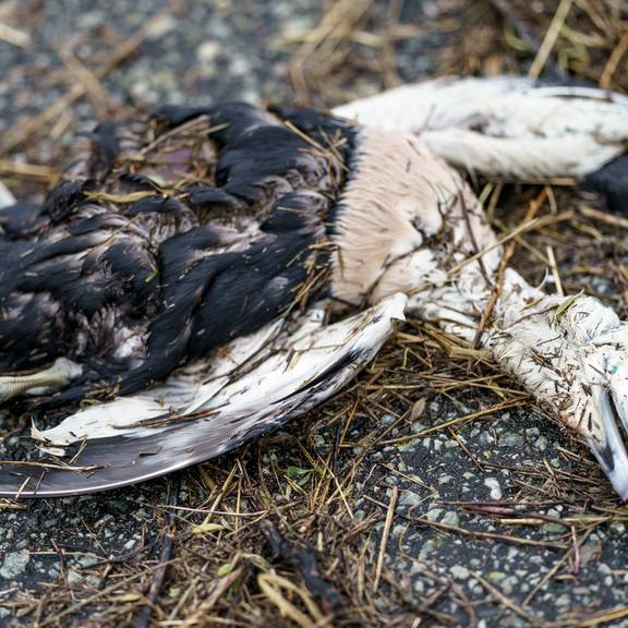 «Keine Wildvögel füttern!» – erste Vogelgrippe-Fälle in Kreuzlingen