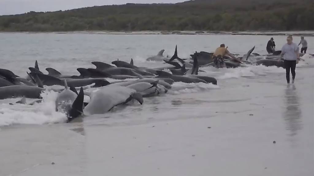 Dutzende Langflossen-Grindwale sind wenige Stunden nach ihrem Anstranden im australischen Bundesstaat Westaustralien verendet. Das teilte die zuständige Behörde am Mittwoch mit.