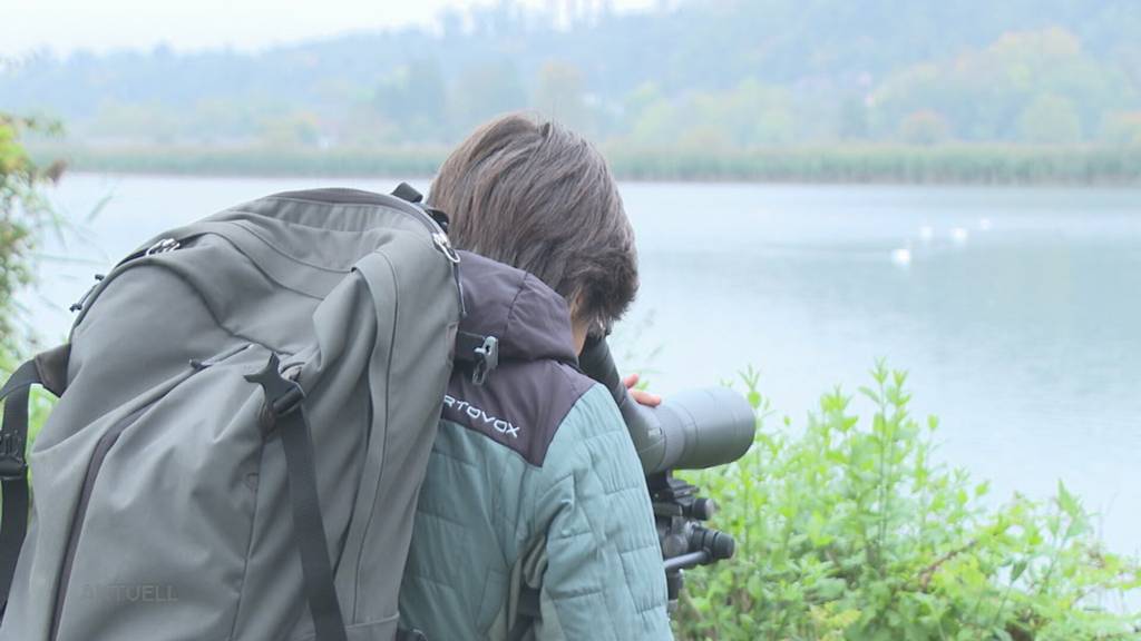 Schwarzer Schwan: Auf dem Klingnauer Stausee schwimmt ungebetener Gast