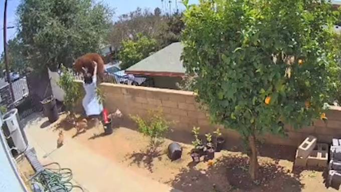 Um ihre Hunde zu retten: Frau schubst Bär von Gartenmauer