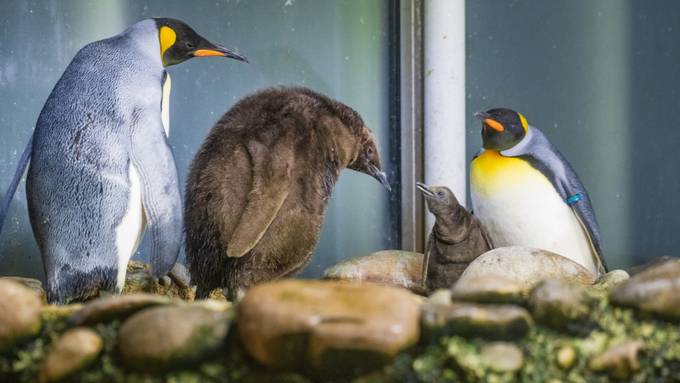 Dreifaches Babyglück bei den Königspinguinen im Zoo Basel